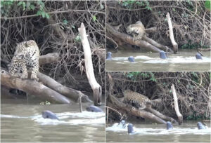 Mysterious Giant River Fish of Japan